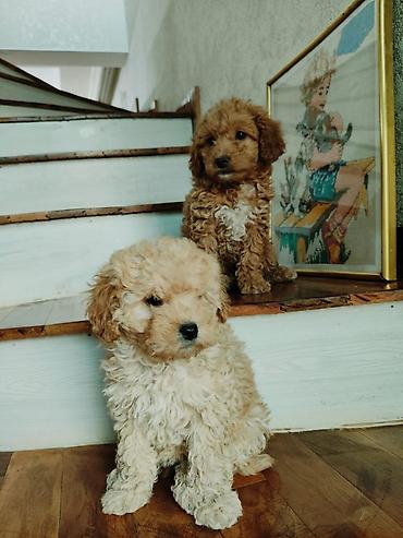 İtlər: Pudel — 11