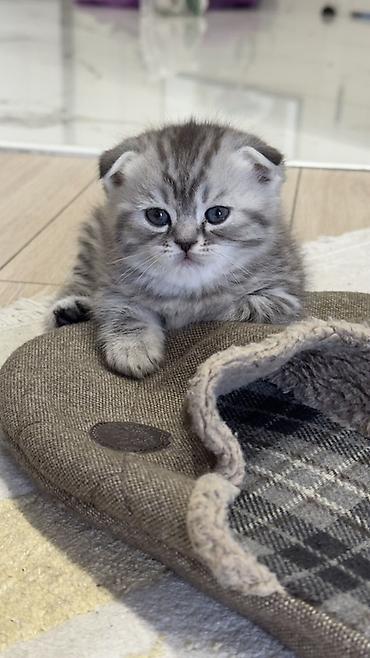 Продажа кошек: Три кошки и один кот Породистые котята серебристого окраса — 39