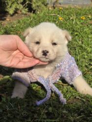 Psi: POKLANJAM štence mesanci haskija i ptičara,očišćeni od — 7