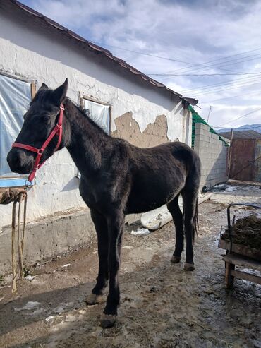 Лошади, кони: Продаю | Жеребец | Рабочий — 10