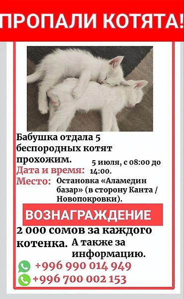 Пропала : Беспородная, Белый