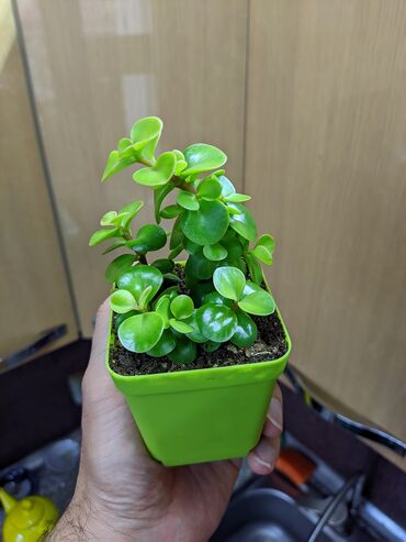 Otaq bitkiləri: Sukkulentlər. Sağlam və dözümlü bitkilərdi. Uzun müddət susuz qala — 15