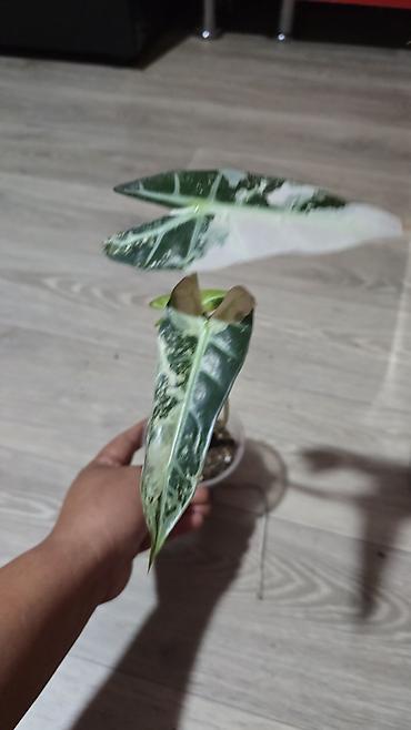 Бөлмө өсүмдүктөрү: Алоказии, много видов, цены от 200 до 3000 — 9