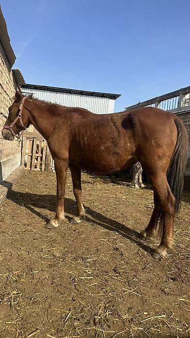 Лошади, кони: Продаю | Кобыла (самка) | Рабочий — 9