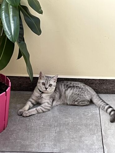 İtlər: Tabbi