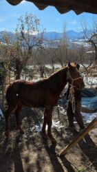 Другие животные: Кунан 1,5 жаш — 5