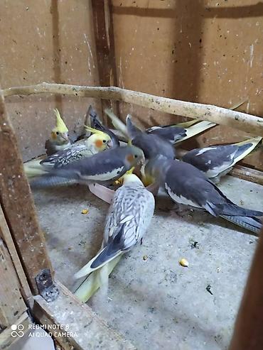 bulbul satılır: Salam. Diqqet alarken temizliye fikir verin///////// sultan adi ile — 5