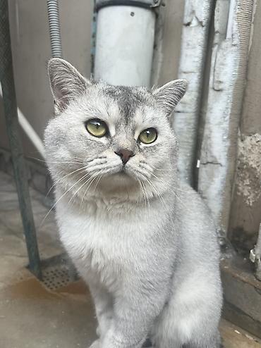 bengal pisik: Erkək, Yaxşı əllərə, Ünvandan götürmə — 2