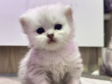 скотишь страйт: Скотиш Страйт (Шотландская прямоухая), 2 месяца, Мальчик, Белый