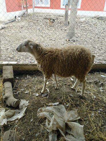 Qoyunlar, qoçlar: Hər ikisi cins quzlaridir iksdə dişdir 5-6 aylıq quzlardir qiyməti — 2