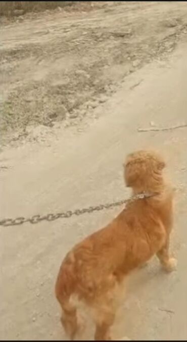 İtlər: Retriever, 6 ay, Dişi, Ünvandan götürmə