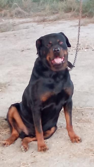 Rotveyler, 2 il, Erkək, Peyvəndli, Rayonlara çatdırılma
