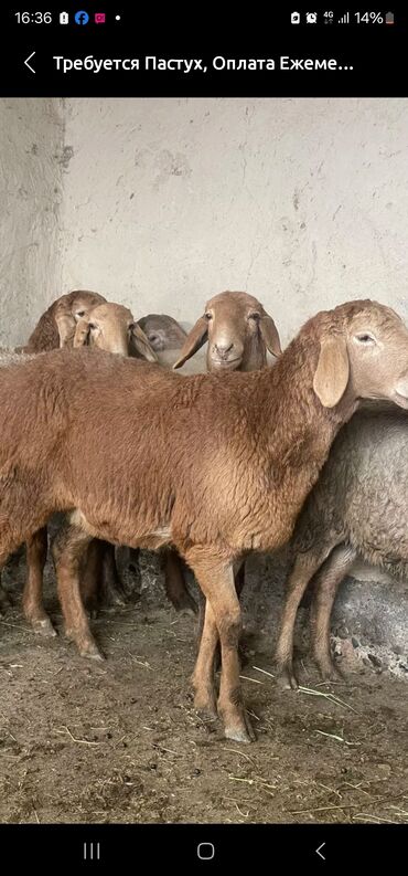 Бараны, овцы: Койчу керек уй булолу айлык акы Беловодскийге