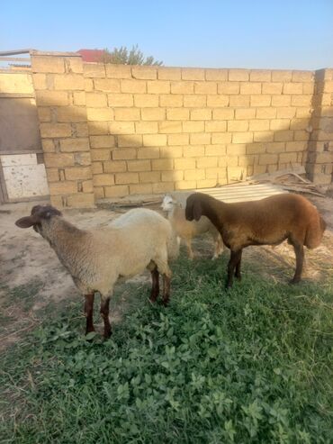 cins inəklərin satışı: Erkək quzulardı qurbanlığa yararlıdır diri çəkiylədə verilir tam