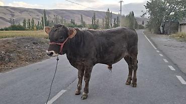 мал алам: Продаю | Бык (самец) — 5