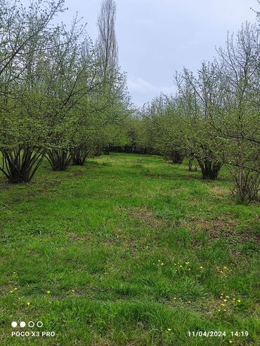 Torpaq sahələrinin satışı: 18 sot, Tikinti, Mülkiyyətçi, Kupça (Çıxarış) — 4