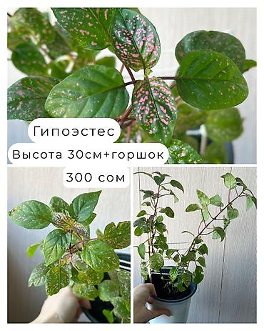 Декоративдик гүлдөр: 🌿Папоротник Асплениум Парвати - неприхотливый папоротник с упругими — 4
