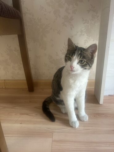 Отдам даром кошку: БЕСПЛАТНО 2 кошечки в хорошие руки. В связи с переездом в другую — 2