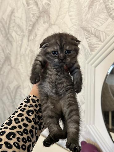 Pişiklər: Şotland — 4