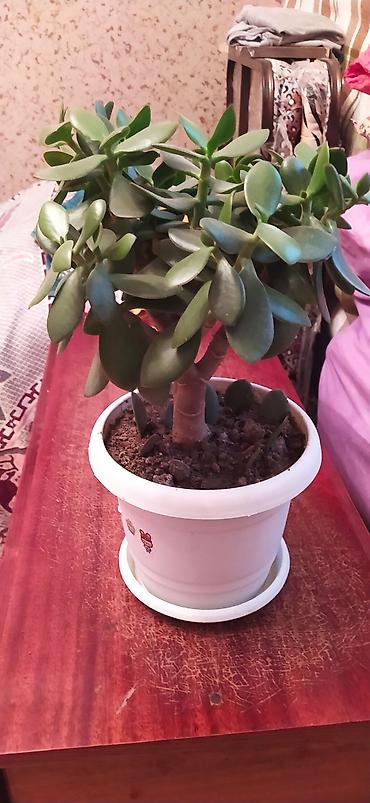 pul qab: Saksı bitkiləri – ətirli ıtır (sardunya) və Pul ağacı (Crassula ovata) — 3