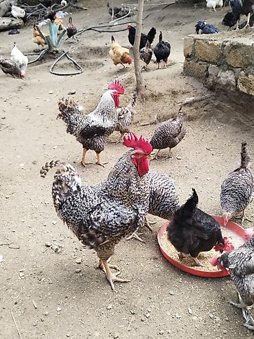 sultan toyuqu: Toyuq, Yumurtalıq — 3