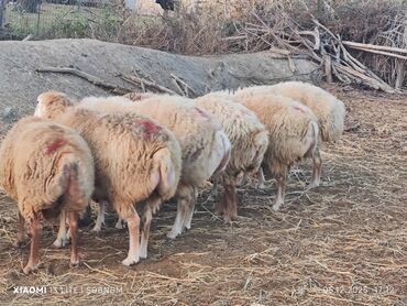 Qoyunlar, qoçlar: Salam. 6 baş qoyun satılır . Razılaşma yolu ilə, cinsidir . 🐑 Yerli — 4