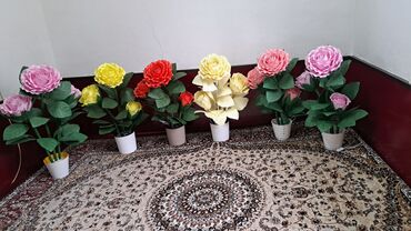 Комнатные розы: Комнатные розы — 3