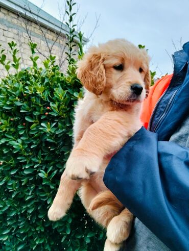 İtlər: Retriever, 1 ay, Erkek, Ünvandan götürmə