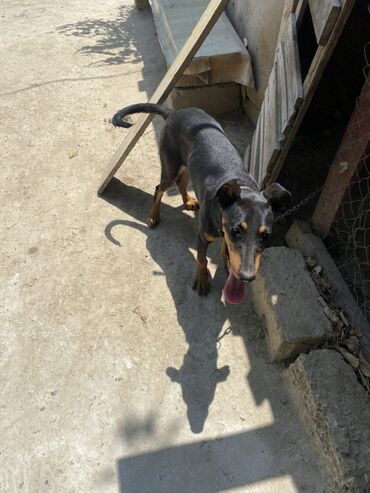 doberman balaları: Doberman, 6 ay, Erkek, Ödənişli çatdırılma