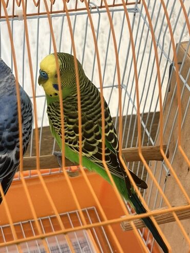 Tutuquşları: Hazır cüt tutu quşular qefedi yuvası ile bir yerde 35 manata — 11