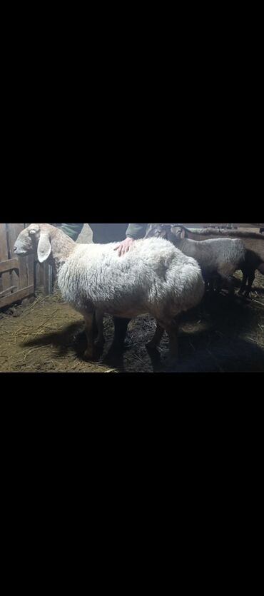 Баран, овца: Продаю | Овца (самка) | Арашан | Для разведения | Котные — 4