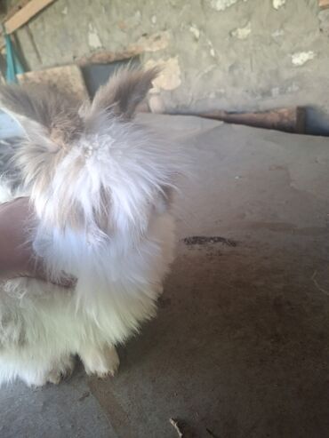 Dovşanlar: Uzun tüklü dekorativ dovşan - Növ: dekorativ, uzun tüklü (aslanbaş — 8