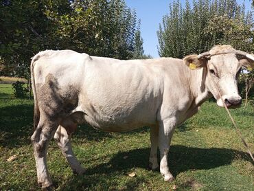 продаю в связи переездом: Сатам | Уй (ургаачы) | Алатоолук | Сүт алуу үчүн | Музоологондон кийин