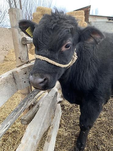 Коровы, быки: Продаю | Бык (самец), Музоо, торпок | Ангус, Абердин-ангус | На откорм, На забой — 3