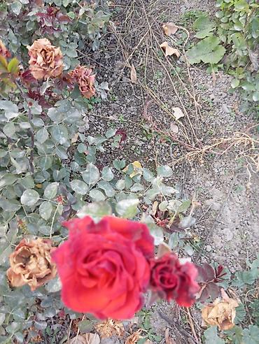 Другие садовые цветы и кустарники: Саженцы садовых роз и хризантем - Розы чайно-гибридные/флорибунда — 8