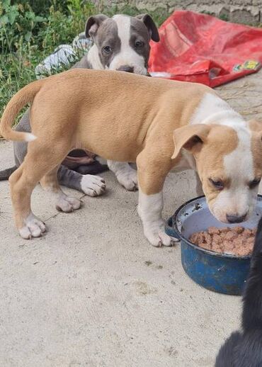 Psi: Američki Stafordski terijer, plavi štenci Na prodaju dva muška šteneta — 7