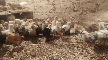 Куры, петухи: Жожо 1 айлык