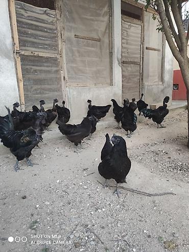 etlik cuceler: Məhsul: Cins toyuq cücələri Şekildeki toyuqların cüceleri satılır — 1
