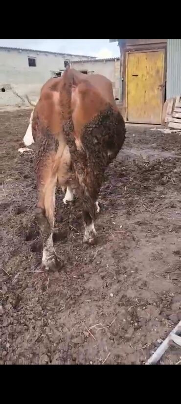 Inəklər, öküzlər: 2-ci balasidi erkek balasi var 25 südü var — 5