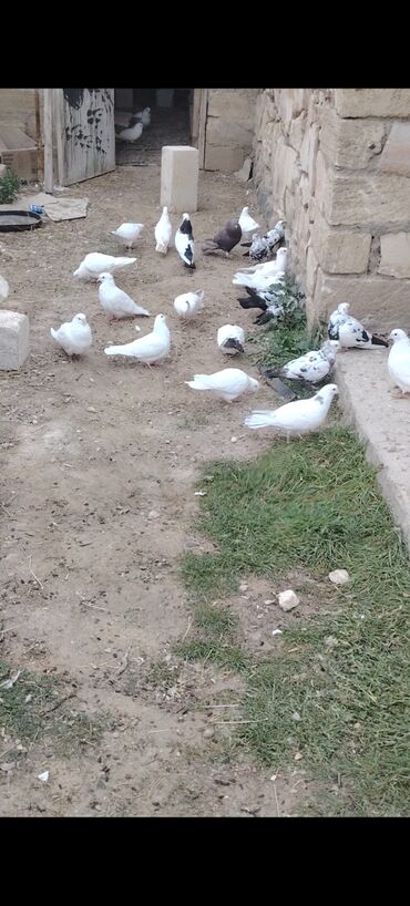 Göyərçinlər: Quşlar satılır kom 3 m üsd üsdə çoxsu çütdü tam sağlam heyvanlardı 30 — 10