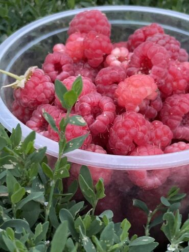 продам шиповник: Малина Чекене, Өзү алып кетүү