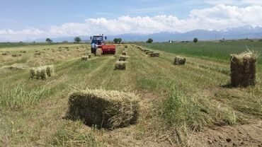 корма для кошек: Ассолому алейкум туугандар 5000 штук чоп сатылат табигый сапаты