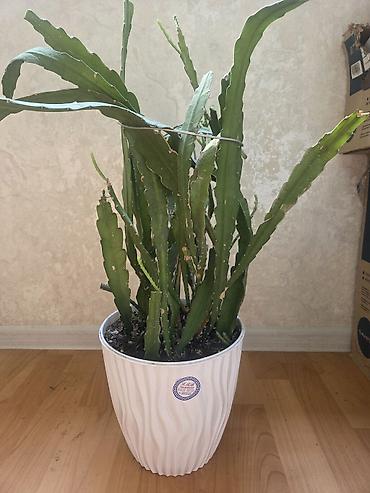 Кактусы: Эхинопсисы в горшках - Род: Echinopsis (кактусы-шаровидной формы с — 27