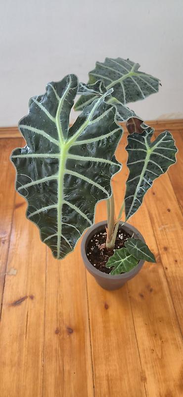 yaz gulleri sekilleri: Alocasia Polly. Böyük ölçü. 2 köklü. Bazar günü metro üstüne çatdırıla — 8