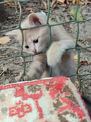 Продажа кошек: Скотиш Страйт (Шотландская прямоухая), 2 месяца, Мальчик, Приучена к лотку — 3