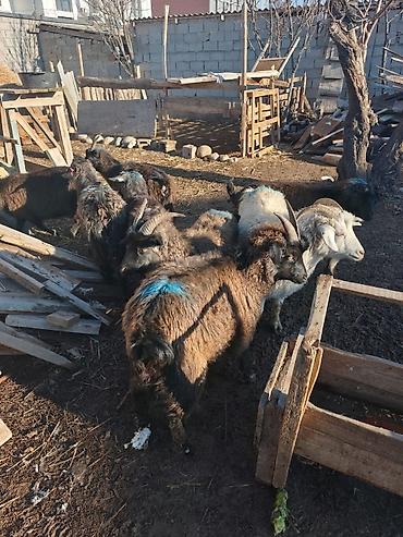 Козы, козлы: Продаю | Коза (самка), Козёл (самец), Козлёнок — 16