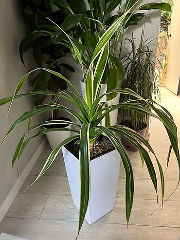 Монстеры: Монстера вариегатная (Monstera deliciosa variegata) — комнатное — 22