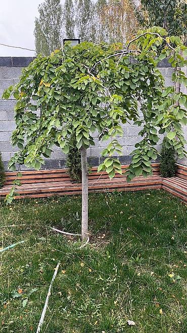 Продажа коттеджей и домов: В условиях опасной экологической ситуации в бишкеке! Успейте — 13