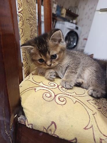 Pişiklər: Qızıl şinşilla — 2