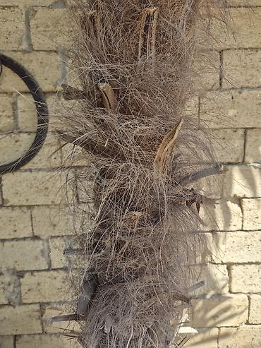 ev gülleri ve adlari: Satılır: dekorativ palma ağacı (Trachycarpus fortunei – külək palma) — 3